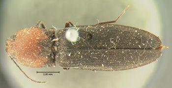 Media type: image;   Entomology 2547 Aspect: habitus dorsal view